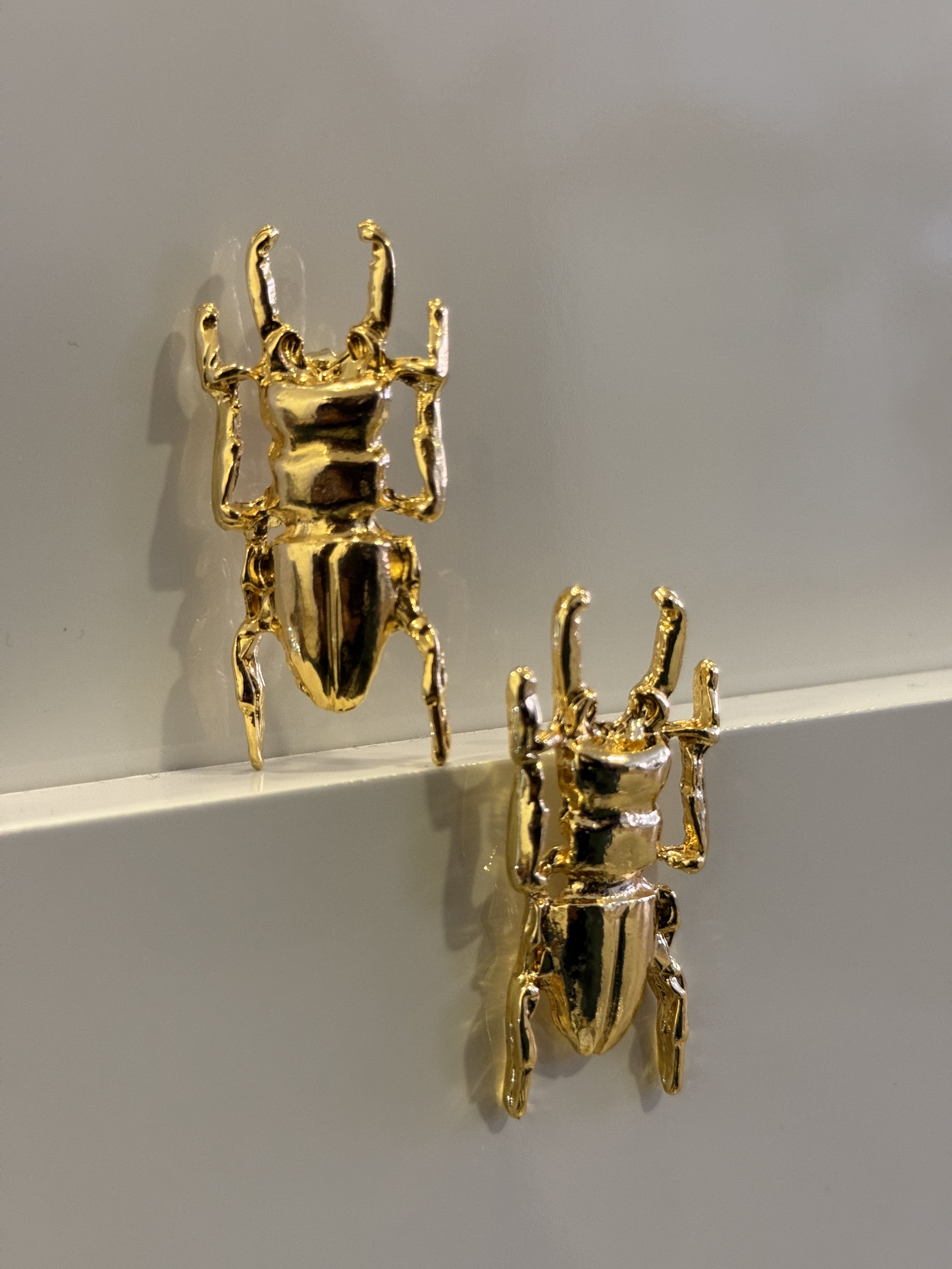 Tierra Escarabajos Largos